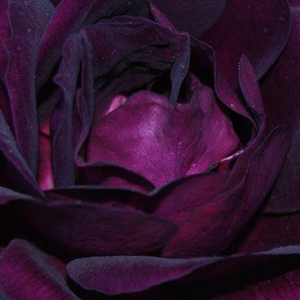 Vrtnica intenzivnega vonja - Roza - Wekfabpur - 